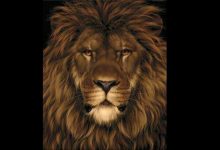 آزمون تصویری موش مخفی شده