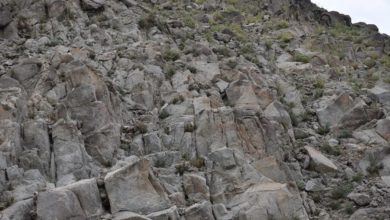 آزمون قدرت دید با بز استتار شده