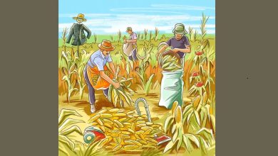 آزمون تصویری خطاهای شالیزار