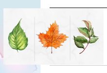 تست شخصیت با انتخاب نوع برگ